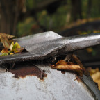 Auto Skulpurenpark NRW/Erkrath/Neandertal